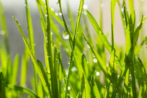 The seedlings on the window Stock Photos