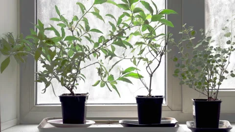 Seedlings on the windowsill, Dolli out Stock Footage 128229311