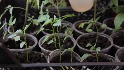 Seedlings on the windowsill at home Stockbeeldmateriaal 74948554