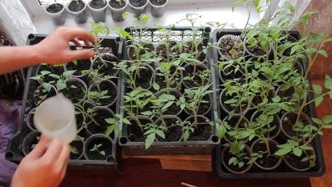 Seedlings on the windowsill at home Stock Footage 74948831
