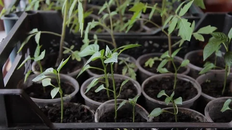Seedlings on the windowsill at home Stock Footage 74948836