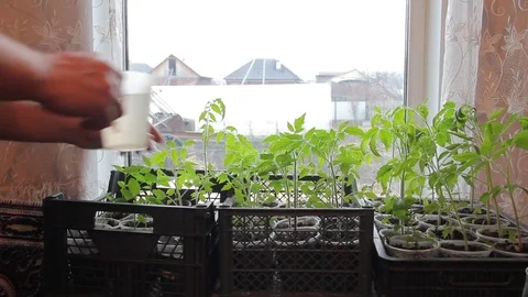 Seedlings on the windowsill at home Stock Footage 74948895