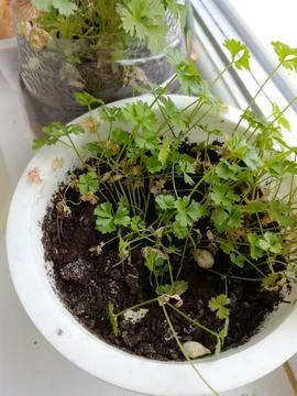 Seedlings on the windowsill Stock Photos