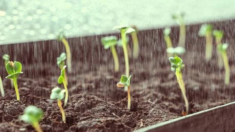 Seedlings on a windowsill in the sun Stock Photos