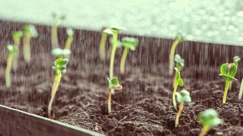 Seedlings on a windowsill in the sun Stock-Fotos