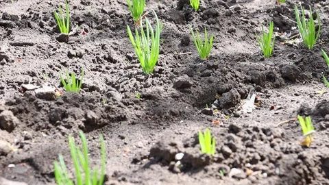 Seedlings of young greenery on a garden plot close-up. Vídeos de archivo 171867994