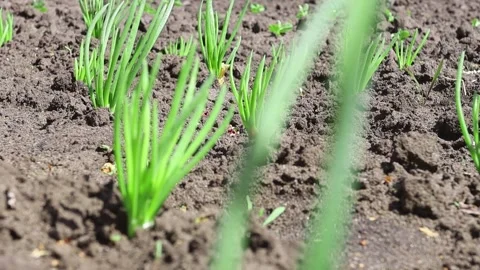 Seedlings of young greenery in an open area in the garden Stock Footage 171868046