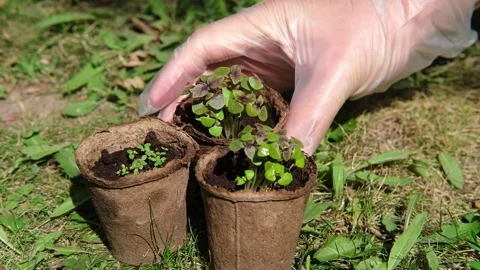 Seedlings of young plants in small pots. Gardening, growing flowers and Stock Footage 279798974