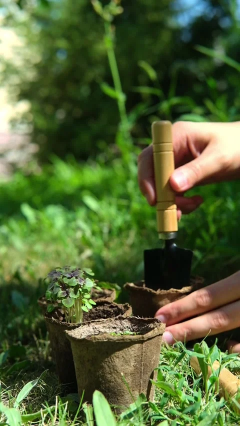 Seedlings of young plants in small pots. Gardening, growing flowers and Stock Footage 279799196