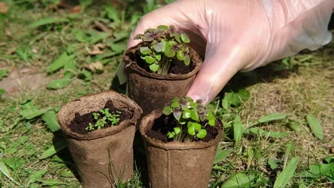 Seedlings of young plants in small pots. Gardening, growing flowers and Stock Footage 280039845