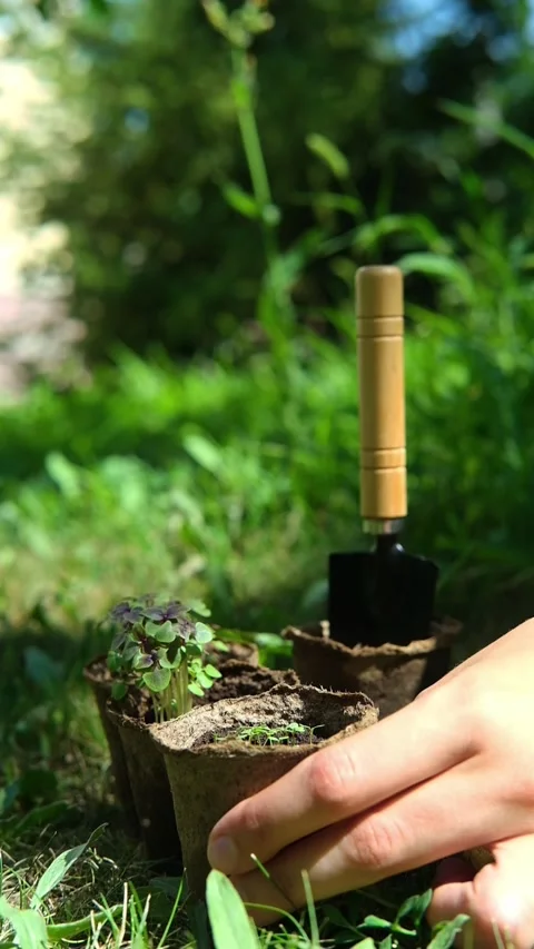 Seedlings of young plants in small pots. Gardening, growing flowers and Stock Footage 280335221