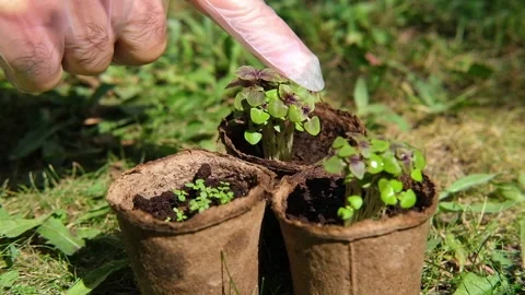 Seedlings of young plants in small pots. Gardening, growing flowers and Stock Footage 281397385