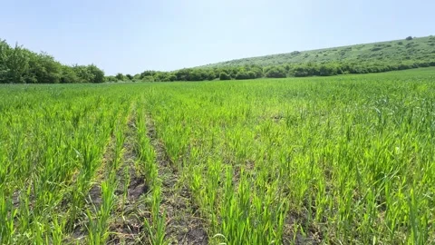 Seedlings of young shoots on field in spring. Green wheat sprouts on field Stock Footage 301699117