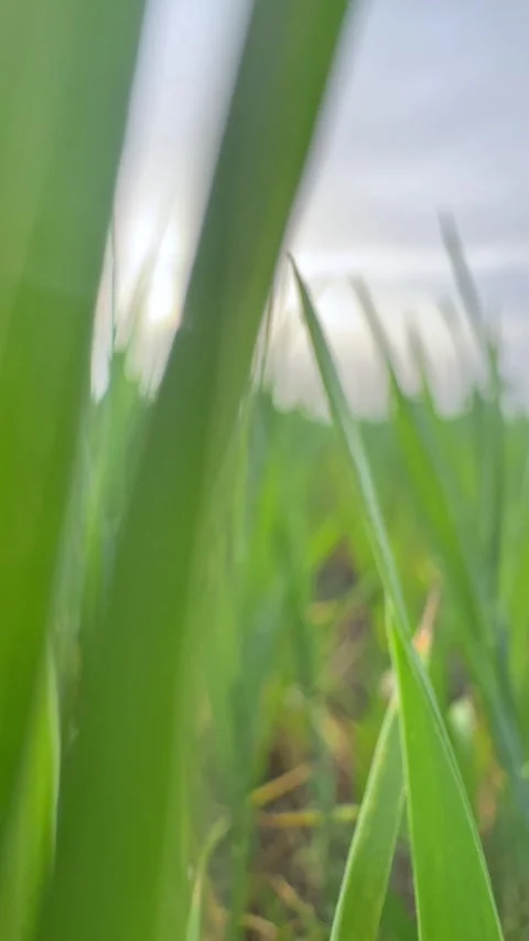 Seedlings of young shoots on field in spring. Green wheat sprouts on field  Stock Footage 301699796