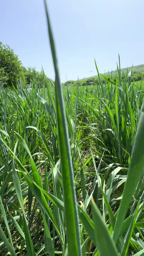 Seedlings of young shoots on field in spring. Green wheat sprouts on field  Stock Footage 301699929