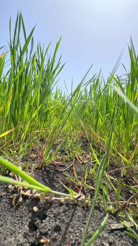 Seedlings of young shoots on field in spring. Green wheat sprouts on field  Stock Footage 301699935