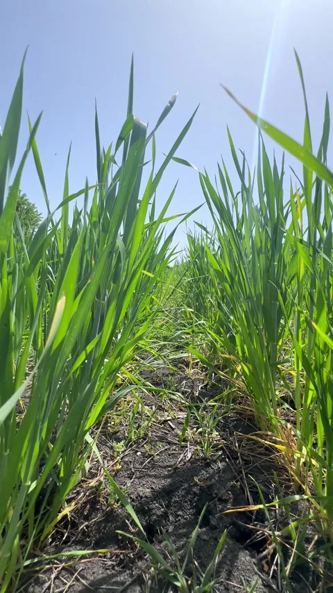 Seedlings of young shoots on field in spring. Green wheat sprouts on field  Stock Footage 301699953