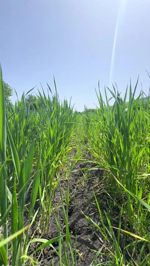 Seedlings of young shoots on field in spring. Green wheat sprouts on field  Stock Footage 301700504