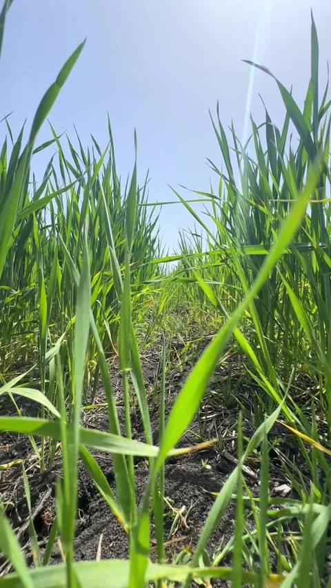 Seedlings of young shoots on field in spring. Green wheat sprouts on field  Stock Footage 301700512