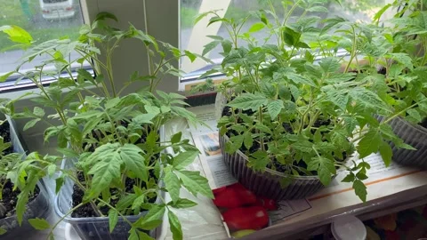 Seedlings of young tomatoes in plastic pots on the windowsill. Young plants Vídeo Stock 246048863
