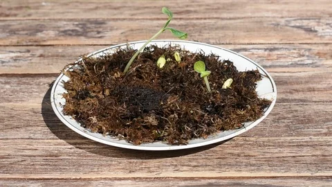 Seedlings zucchini and pumpkins Stock Footage 108264982