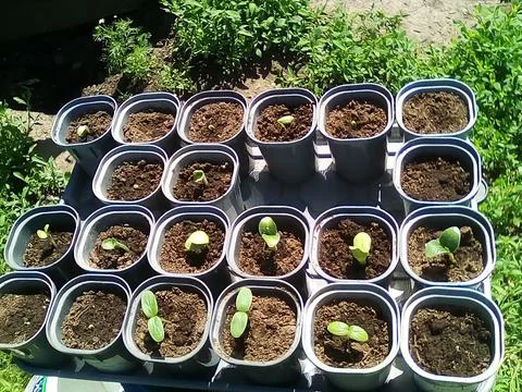 Seedlings of zucchini Stock Photos