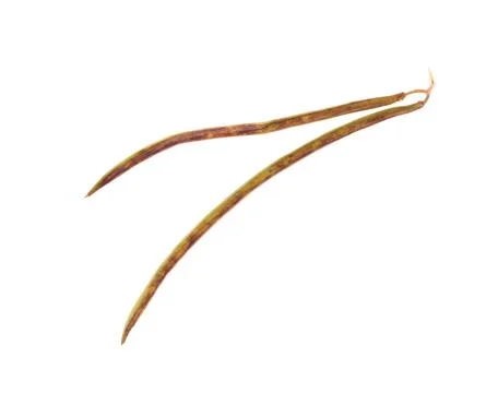 Seedpod of catalpa. Stock Photos