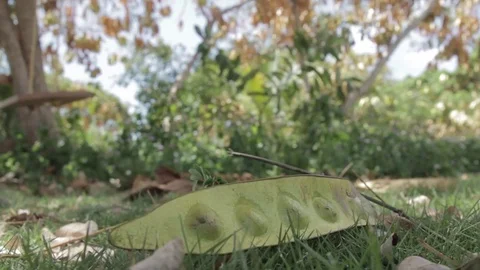 Seedpod Medium shot Stock Footage 72472151