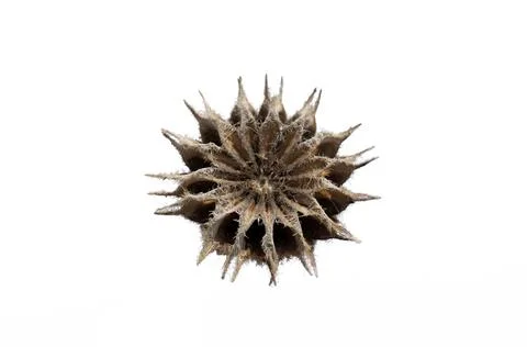 A seedpod of velvetleaf Stock Photos