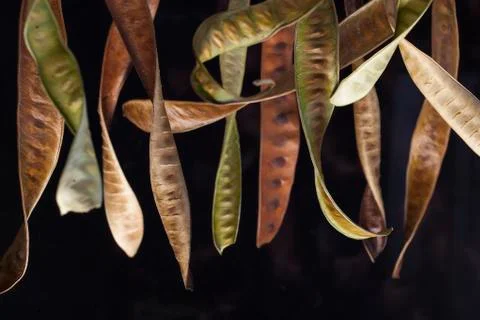 Seedpods Stock Photos