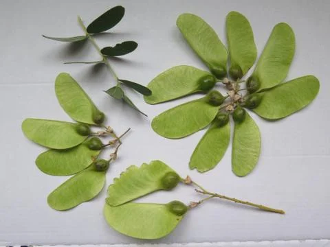Seedpods of the Tipu Tree Photos