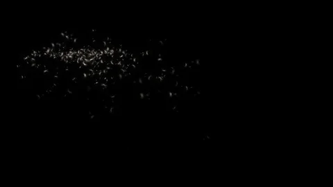 Seeds 3 動画素材 95685800