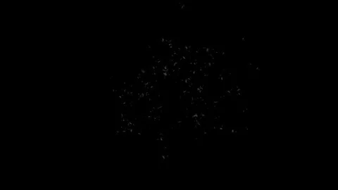 Seeds 7 Stock Footage 95690773