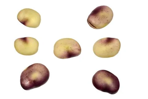 Seeds beans Stock Photos