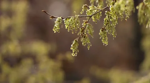 Seeds on the branch Stock Footage 11289787