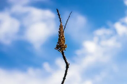 Seeds in branch Stock Photos