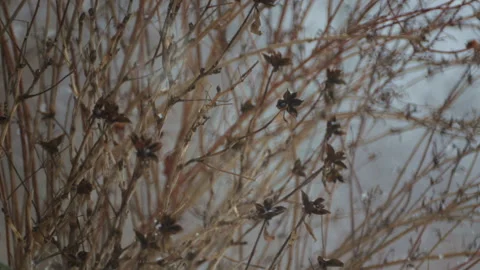 Seeds on a bush in winter in snowfall. Stock Footage 101389249