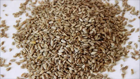 Seeds cascading into a pile Stock Footage 77862458