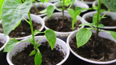 Seeds chilli Have Germinated. How to Care for Seedlings. Seed Starting , growing Vidéo 237262439