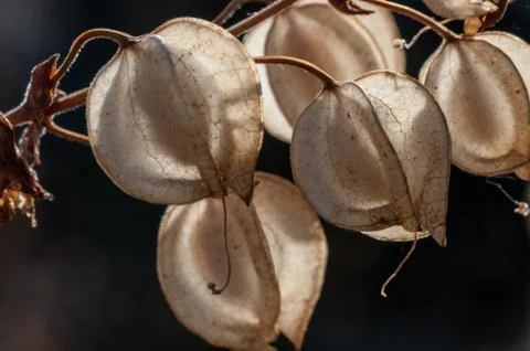 Seeds of  Common Large Monkeyflower (Mimulus guttatus). Willamette Valley, OR. Foto stock