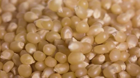 Seeds of Corn falling in a heap slow motion 1000fps, Close up macro shot 스톡 동영상 149662245