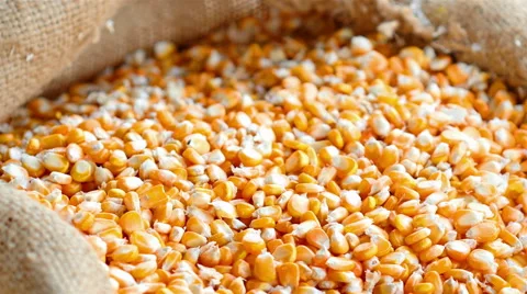 Seeds of corn Stock Footage 57123949