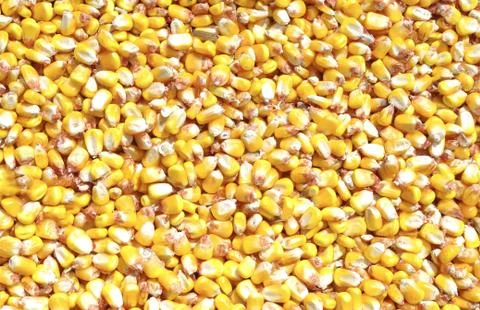 Seeds of the corn Stock Photos