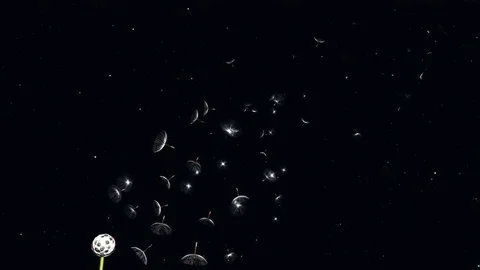The seeds of a dandelion fly off into space Stock Footage 72720343