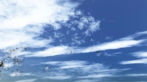 The seeds of a dandelion fly off into the wind moving out into the sky Stock Footage