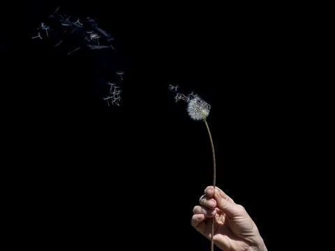 The seeds of a dandelion Stock Photos