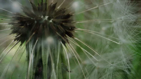 Seeds of the dandelion weed macro close up Stock Footage 131876730