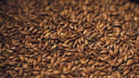 Seeds of dark malt Video stock 153269273
