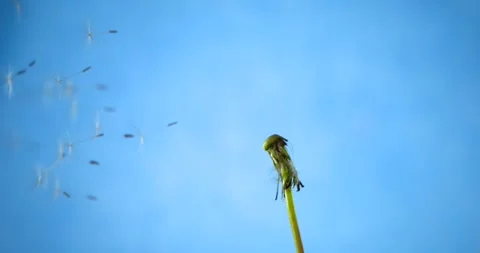  Seeds Exit Stem With Parachutes In Slow Motion Across Vibrant Vídeo Stock 333485199
