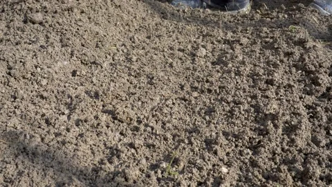 Seeds fall to the ground. 库存影片 149780645